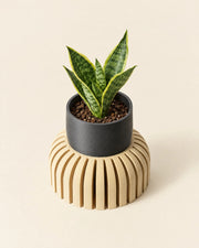 Fluted Riser Planter – styled in use