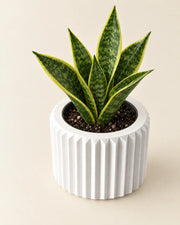 Fluted Taper Planter – styled in use