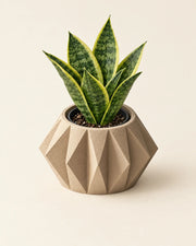 Gem Hex Planter – styled in use