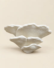 Gibbosa Fungus Shelf – front view