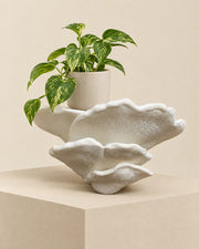 Gibbosa Fungus Shelf – styled in use