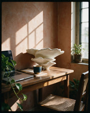 Gibbosa Fungus Shelf – on a work desk in morning sun