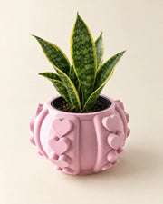 Heart Stud Planter – styled in use