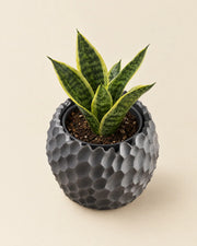 Hex Dimple Planter – styled in use