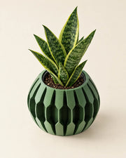 Hex Fin Planter – styled in use