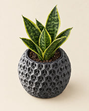 Hex Globe Planter – styled in use