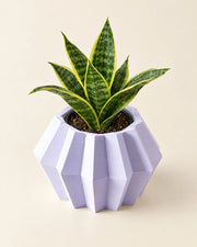 Hex Panel Planter – styled in use