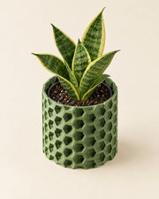 Hex Weave Planter – styled in use