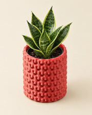 Knot Cluster Planter – styled in use
