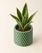 Knurl Column Planter – styled in use
