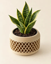 Lattice Basin Planter – styled in use