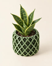 Lattice Drum Orchid Planter – styled in use