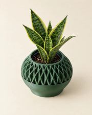 Mesh Basin Planter – styled in use