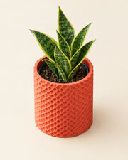 Micro Dimple Planter – styled in use