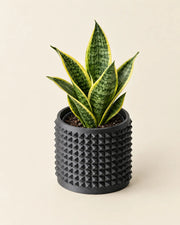 Micro Rib Planter – styled in use