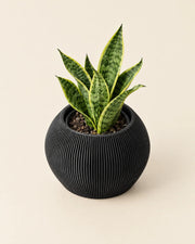 Mini Rib Planter – styled in use