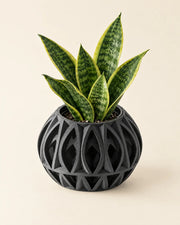 Oval Cage Planter – styled in use