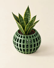 Oval Perf Orchid Planter – styled in use