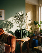 Petal Fin Planter – on a side table at golden hour
