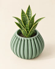 Pillar Rib Planter – styled in use