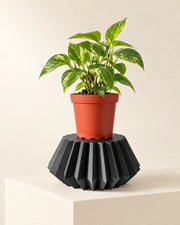 Pleat Plant Stand – styled in use