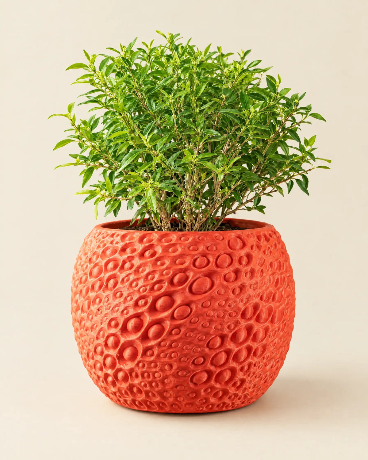 Pore Bloom Planter