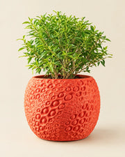 Pore Bloom Planter – three-quarter studio view