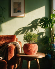 Pore Bloom Planter – on a side table at golden hour
