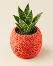 Pore Bloom Planter – styled in use
