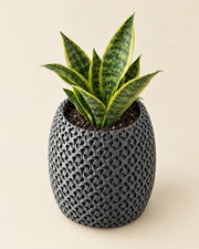Pore Cylinder Planter – styled in use