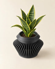 Radial Flare Planter – styled in use