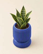 Reed Rib Planter – styled in use