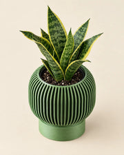 Rib Bowl Planter – styled in use