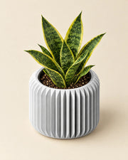 Rib Drum Planter – styled in use