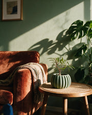 Rib Globe Planter – on a side table at golden hour