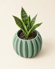 Rib Globe Planter – styled in use