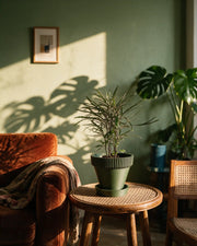 Rib Saucer Planter – on a side table at golden hour