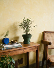 Rib Saucer Planter – styled on a console