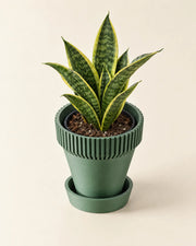 Rib Saucer Planter – styled in use