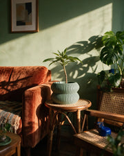 Rib Waist Planter – on a side table at golden hour