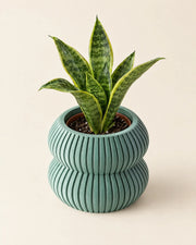 Rib Waist Planter – styled in use