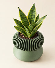 Ribbed Pedestal Planter – styled in use