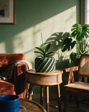 Ribbon Stripe Orchid Planter – on a side table at golden hour
