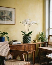 Ribbon Stripe Orchid Planter – styled on a console