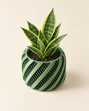 Ribbon Stripe Orchid Planter – styled in use