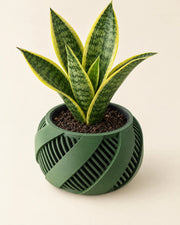 Ribbon Wrap Planter – styled in use