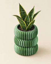 Ring Tier Planter – styled in use