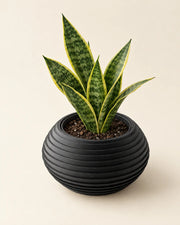Ripple Bowl Planter – styled in use