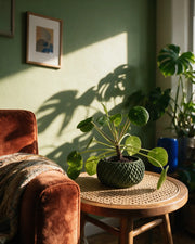 Scale Basin Planter – on a side table at golden hour
