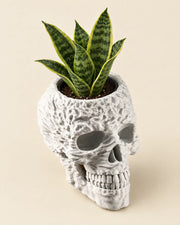 Skull Planter – styled in use